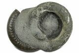 Jurassic Ammonite (Dactylioceras) Fossil - England #351154-1